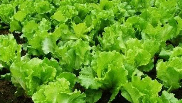 生菜栽培技术