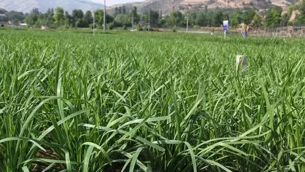 夏季韭菜种植管理注意事项