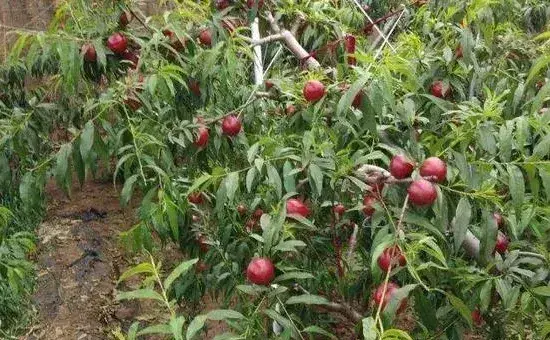 大棚油桃种植管理技术，可在桃林中建棚，也可建棚后移栽