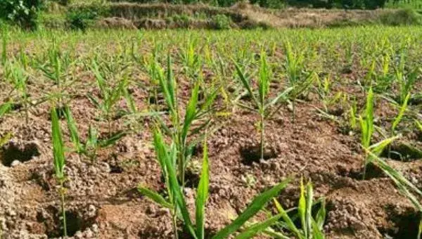 种生姜的方法 生姜科学种植技术