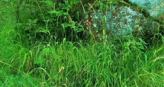 敌草快使用方法及注意事项