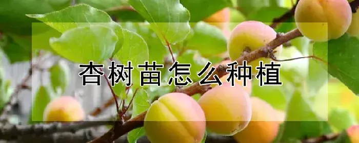 杏树苗怎么种植