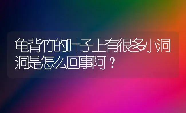 龟背竹的叶子上有很多小洞洞是怎么回事阿？ | 植物问答