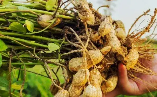 花生什么时候收获