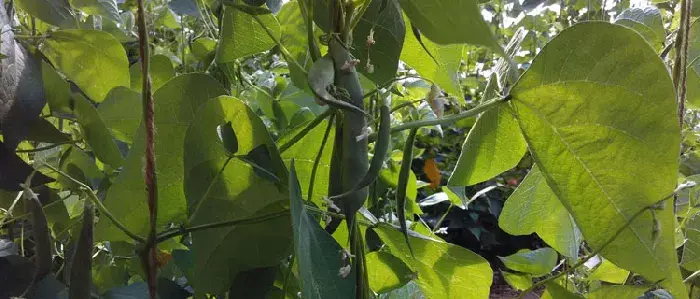 架豆王种植技术和要求