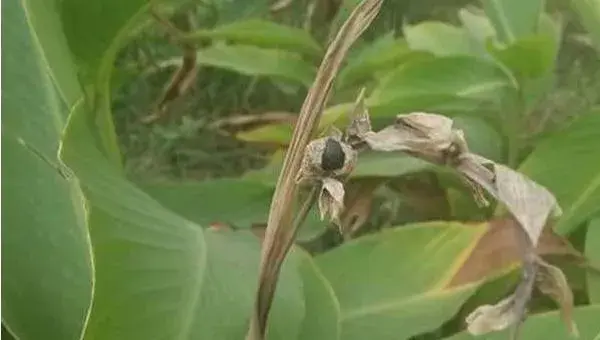 美人蕉种子怎么种 美人蕉种子种植方法与注意事项