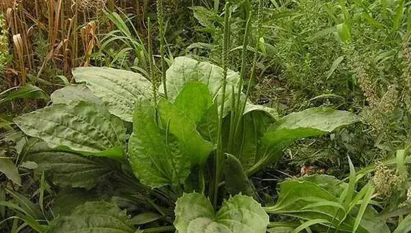 车前草种植经济效益怎样 车前草亩产多少斤