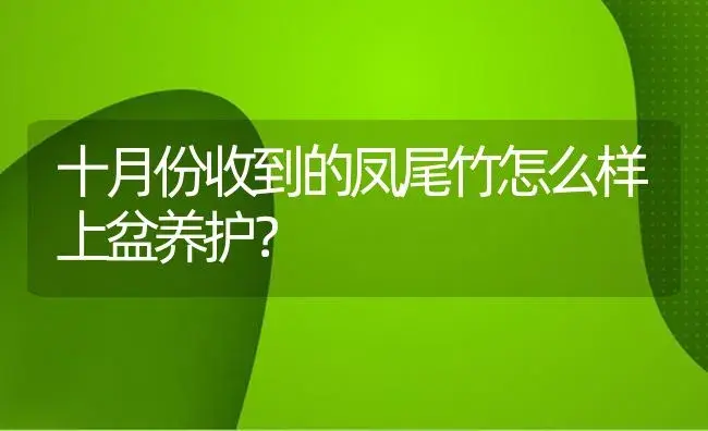 十月份收到的凤尾竹怎么样上盆养护？ | 植物问答