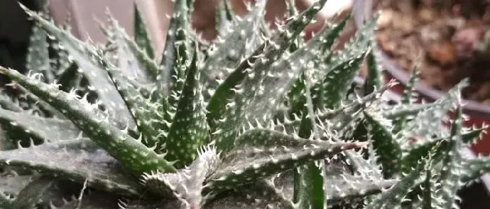 雪花芦荟的养殖方法