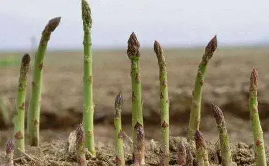 懒人蔬菜芦笋种植生长环境要求