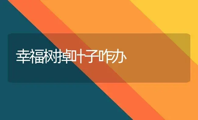 幸福树掉叶子咋办 | 植物知识