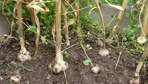 大蒜的播种时间和种植方法介绍