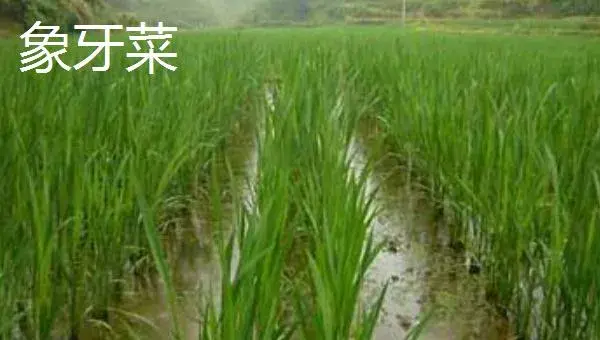 哪些野菜种植前景好 野菜种植一亩能挣多少钱