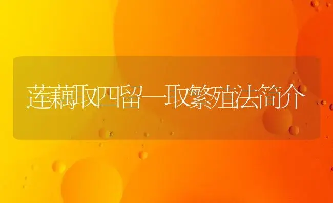 莲藕取四留一取繁殖法简介 | 植物科普