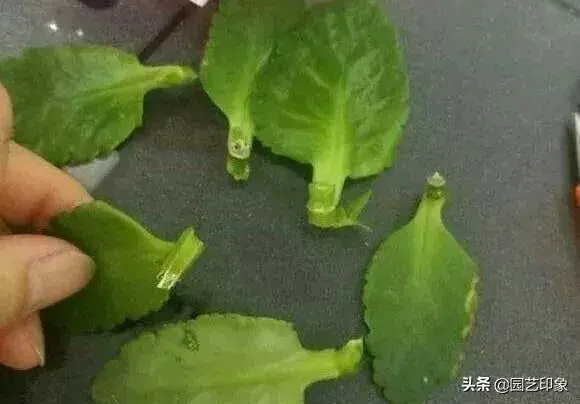 哪些植物用叶子繁殖后代？