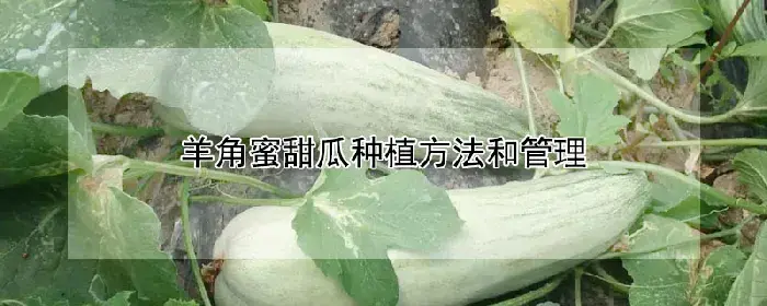 羊角蜜甜瓜种植方法和管理