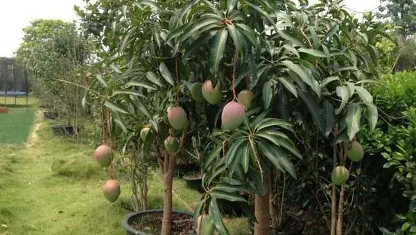 盆栽芒果树如何种植 芒果树盆栽叶子干枯怎么办