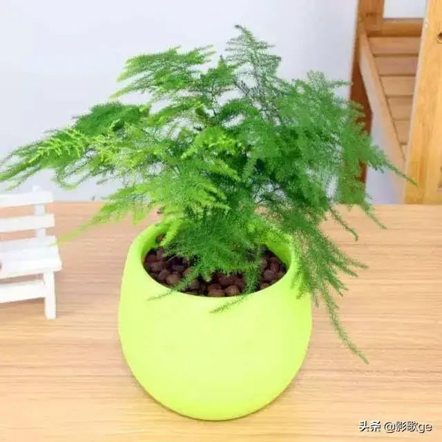 适合养文竹的花盆？