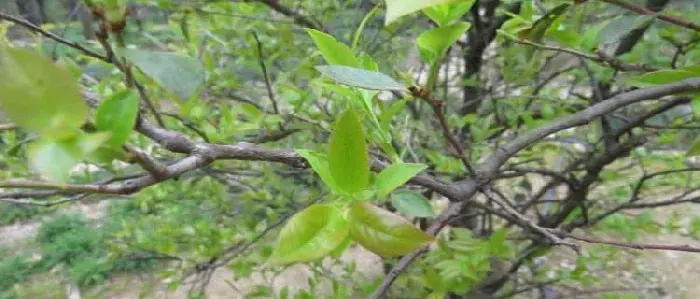 乌饭树移植的最佳时间 乌饭树几月下山桩好活