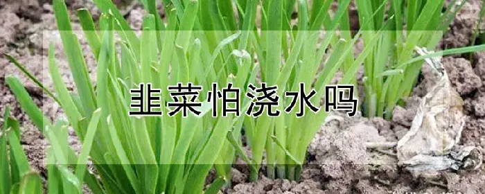 韭菜怕浇水吗