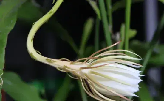 怎样防止昙花花苞掉落