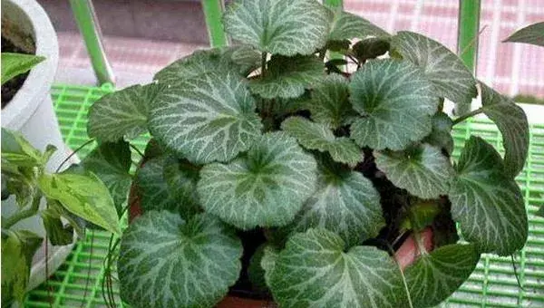 虎耳草怎么养 虎耳草养殖方法与注意事项
