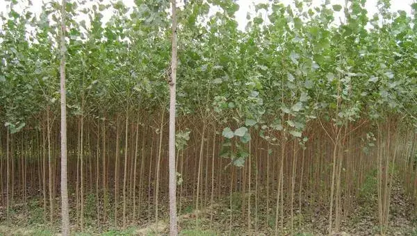 速生杨树的种植和管理
