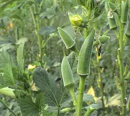 黄秋葵种植条件