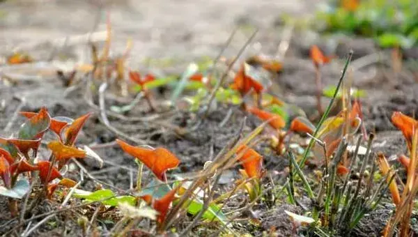 鱼腥草种植方法 鱼腥草怎么种