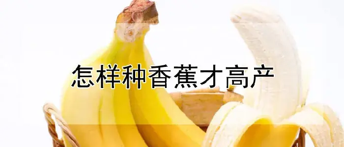 怎样种香蕉才高产