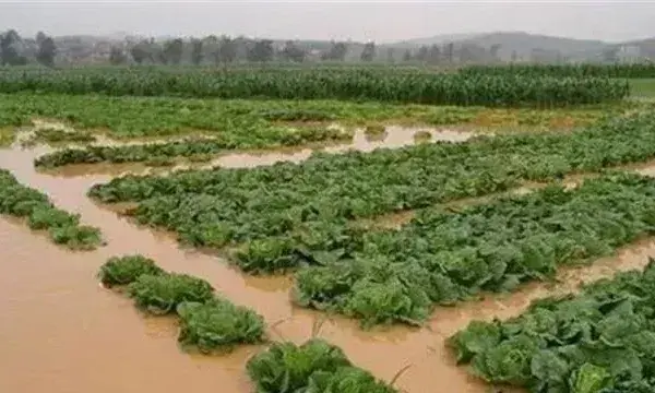 暴雨后蔬菜怎么护理