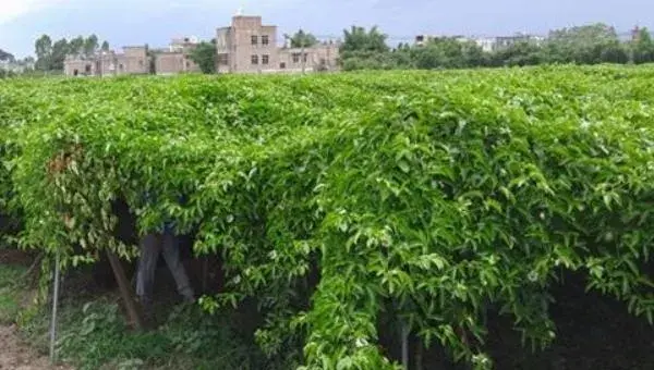 百香果每亩投资成本