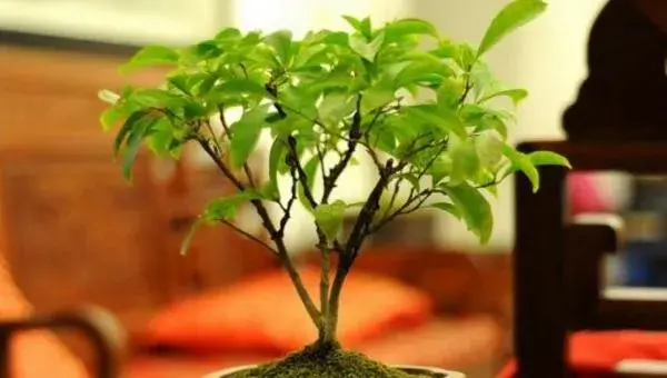 非洲茉莉怎么浇水 非洲茉莉换盆注意事项