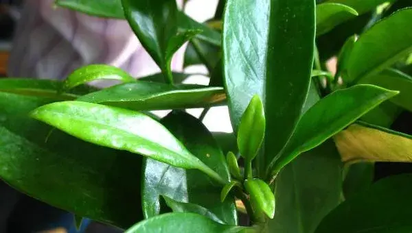 非洲茉莉怎么浇水 非洲茉莉换盆注意事项
