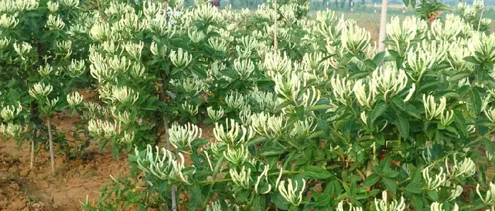 金银花种植条件，南方北方均可种植