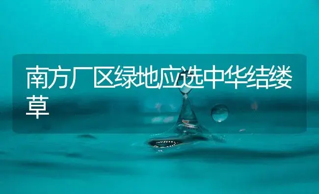 南方厂区绿地应选中华结缕草 | 植物知识