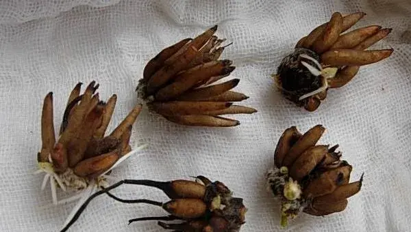 花毛茛种球怎么种 花毛茛种球种植方法