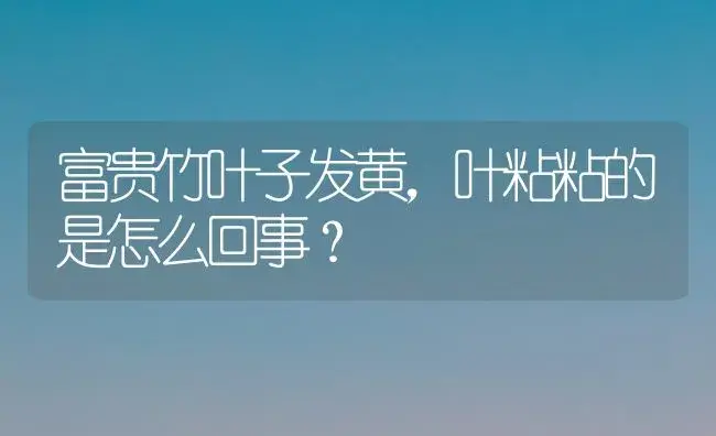 富贵竹叶子发黄，叶粘粘的是怎么回事？ | 植物问答