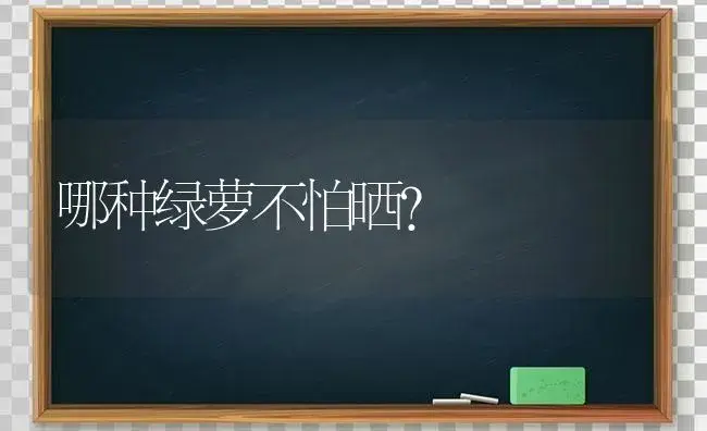 哪种绿萝不怕晒？ | 植物问答