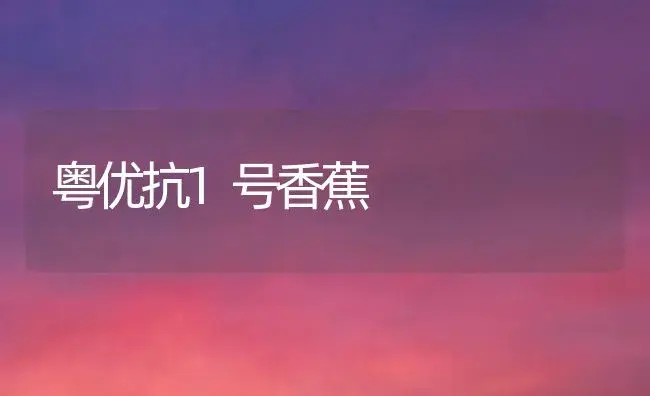 粤优抗1号香蕉 | 植物科普