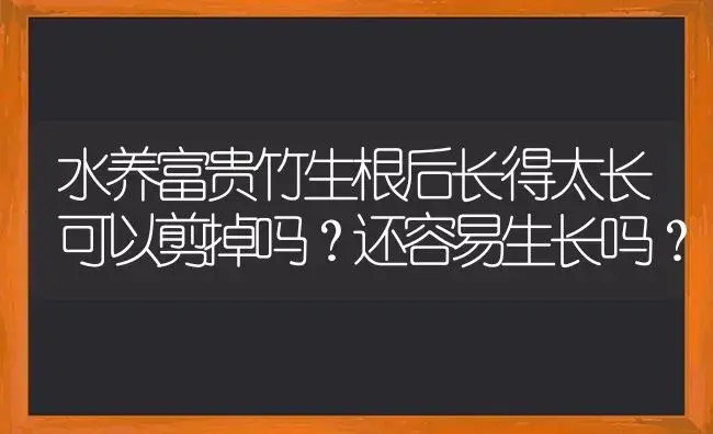 水养富贵竹生根后长得太长可以剪掉吗？还容易生长吗？ | 植物问答