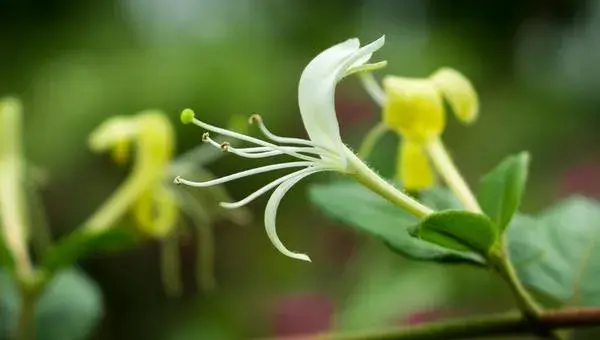 2018种金银花赚钱吗？金银花种植的利润与投资成本及前景预测