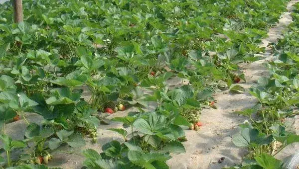 露天草莓种植时间和方法