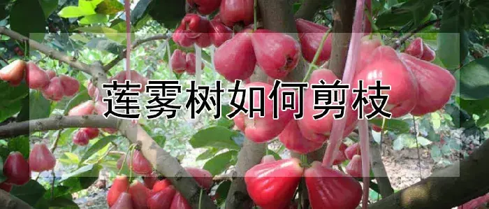 莲雾树如何剪枝