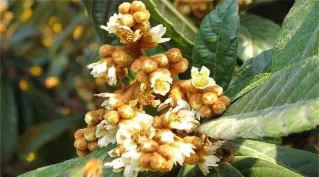 枇杷出现早花现象怎么办？怎么去预防
