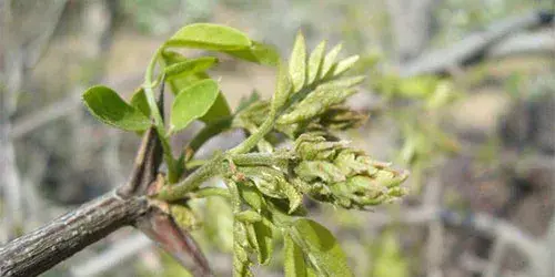 梨茎蜂的为害特征及防治方法