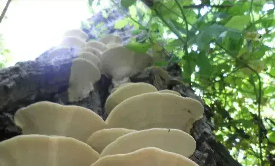 槐耳菌种植技术的注意事项介绍