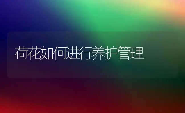 荷花如何进行养护管理 | 植物科普
