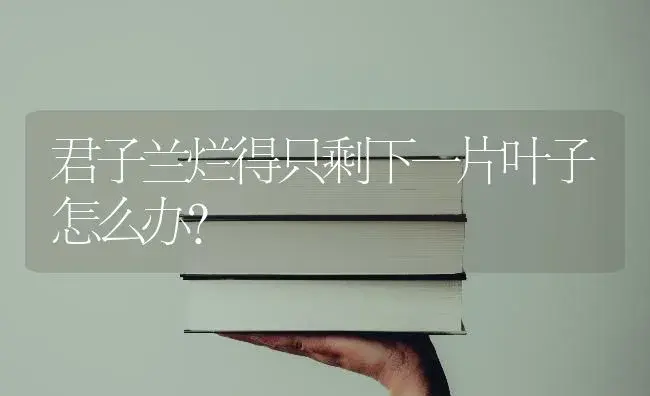 君子兰烂得只剩下一片叶子怎么办？ | 植物问答