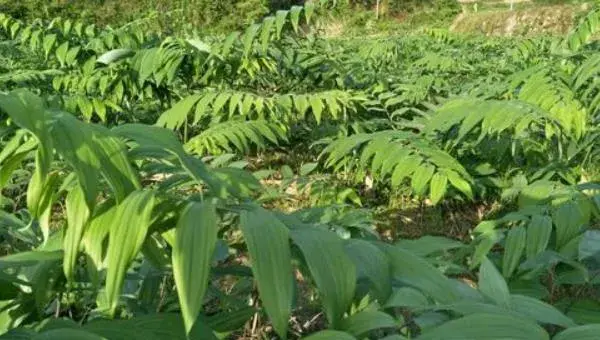 黄精栽培技术 黄精的种植时间与方法